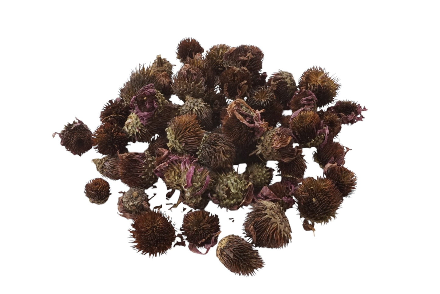 Echinacea Flowers