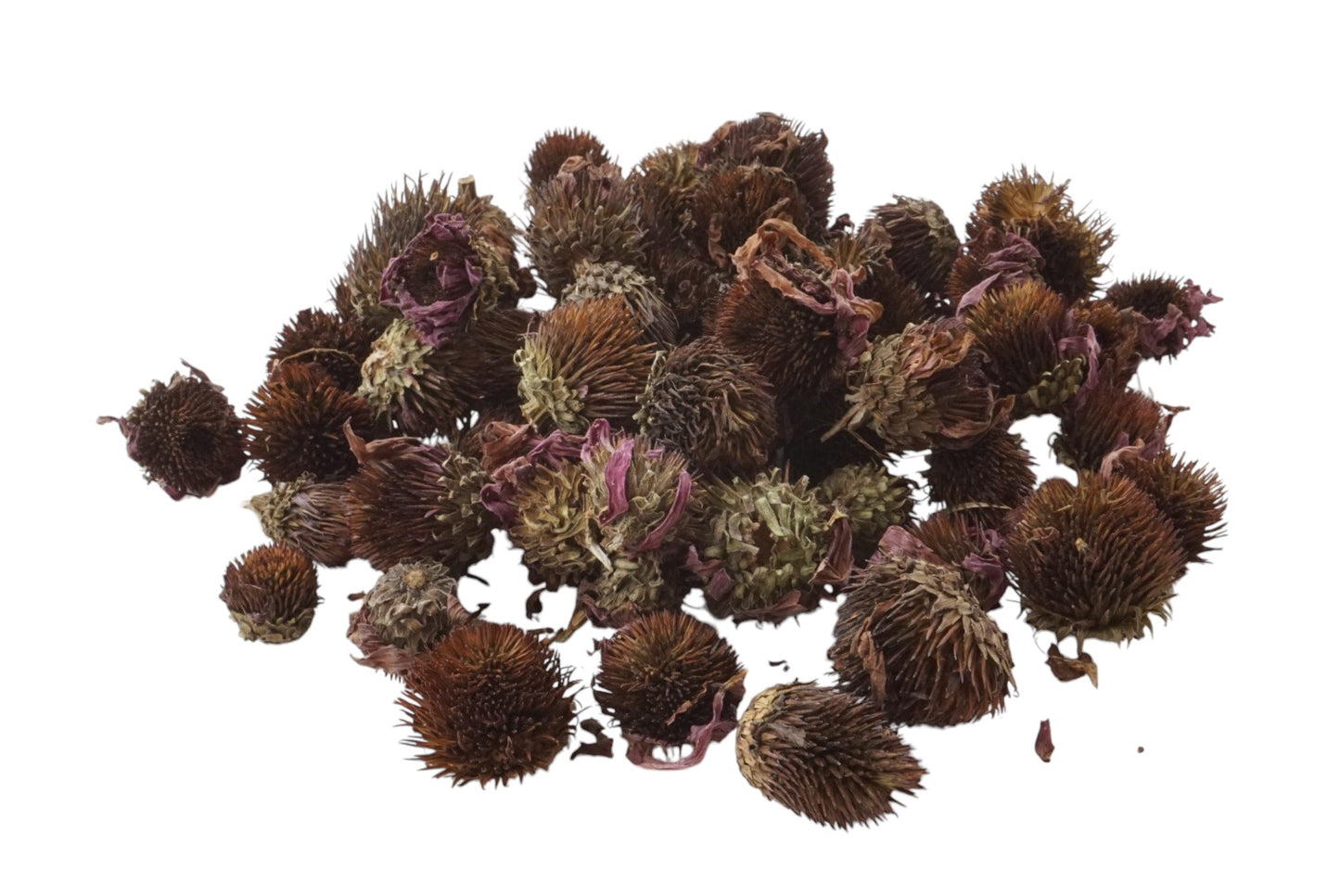 Echinacea Flowers
