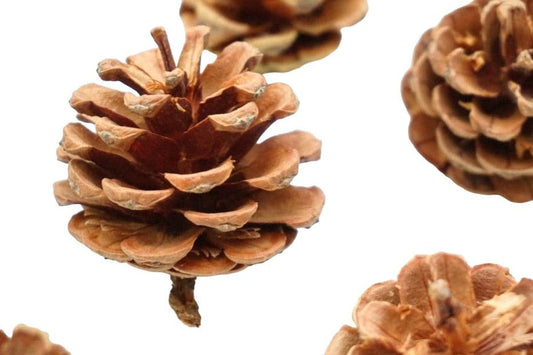 Natural Pine Cones