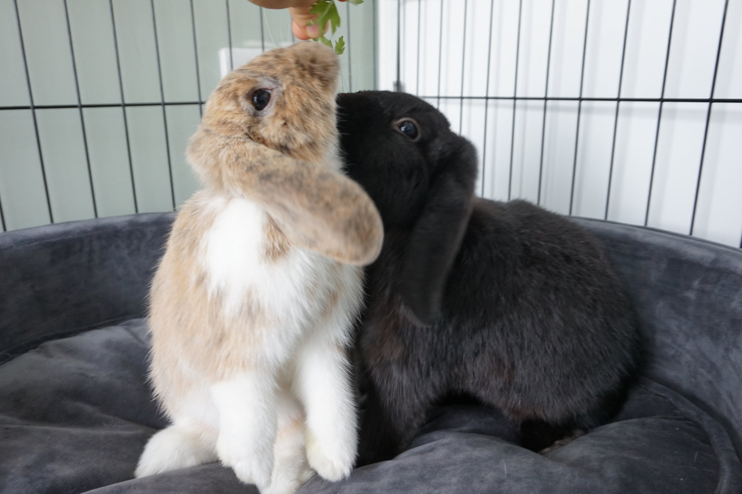 Care Information Blogs – The Binky Bunny Club